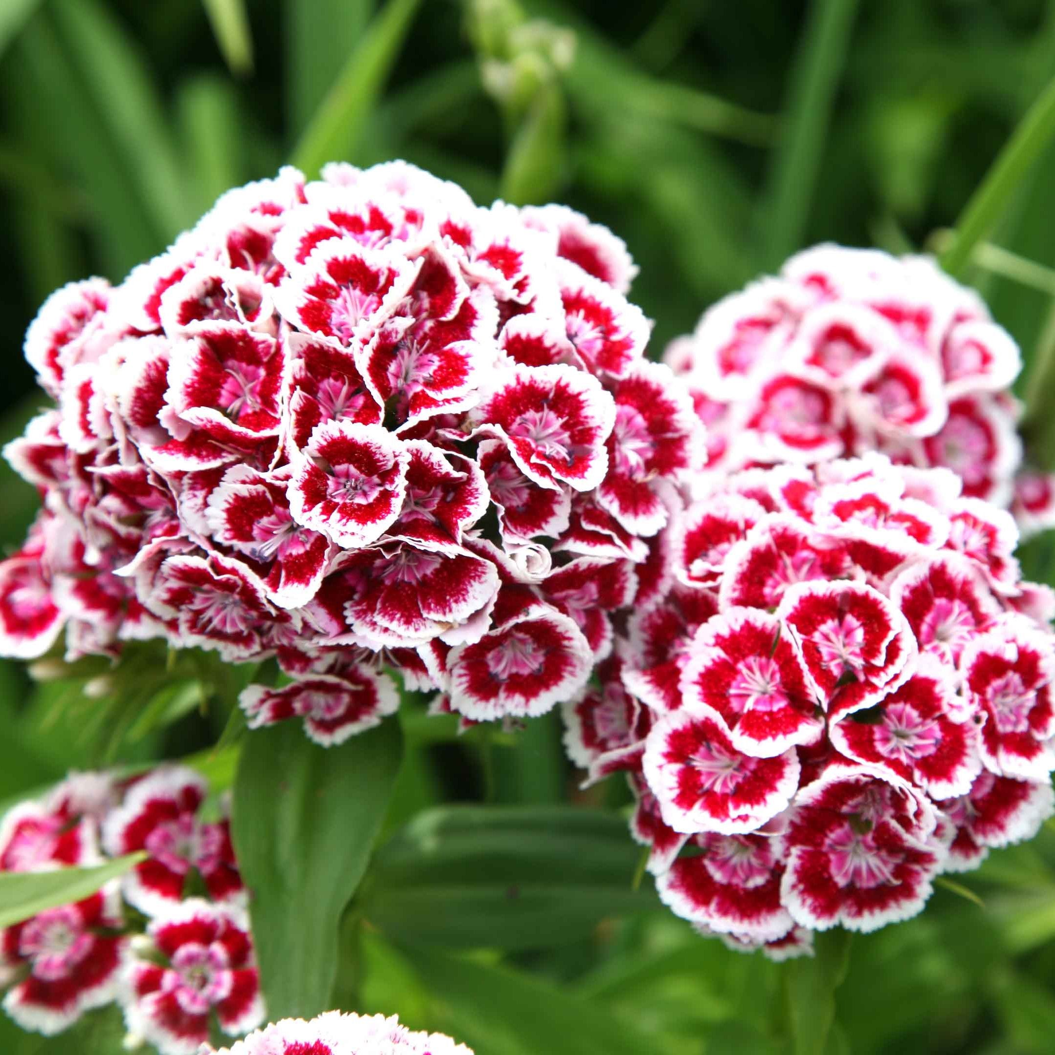 Гвоздика турецкая 0,5-1 л