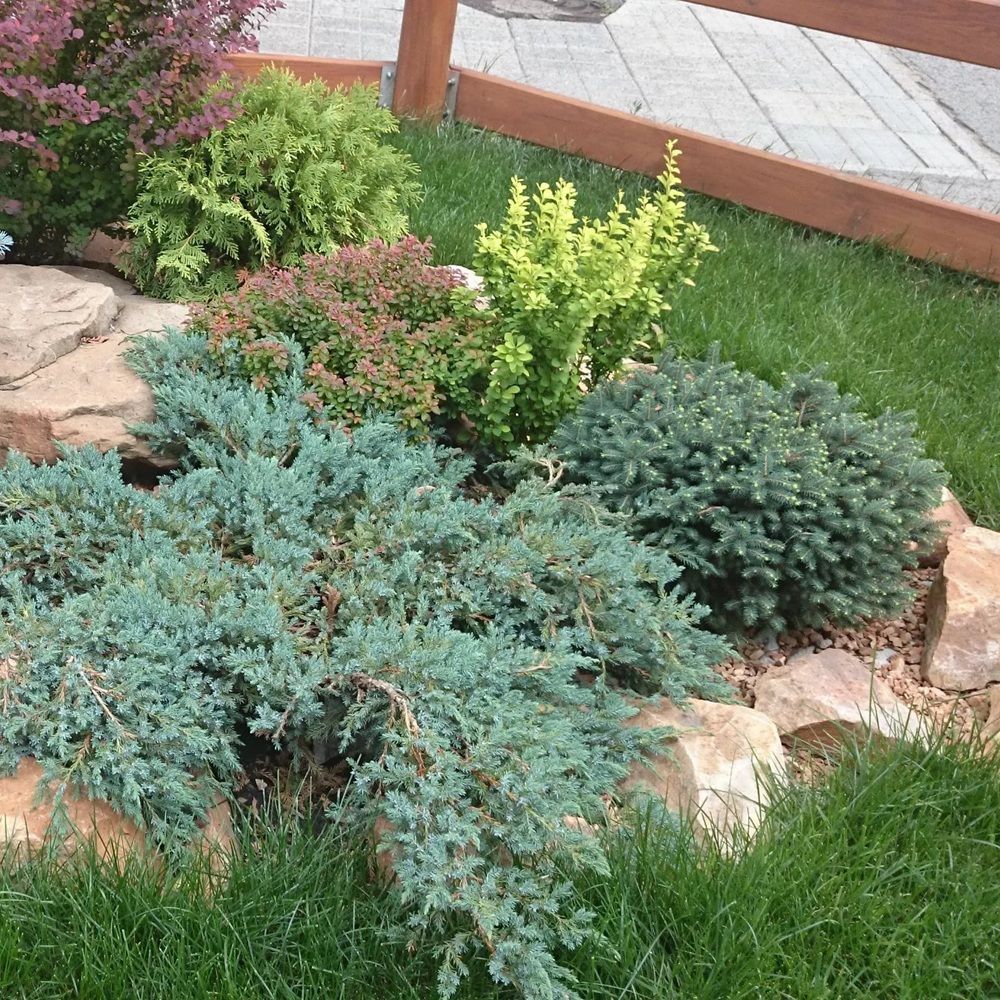 Можжевельник в ассортименте