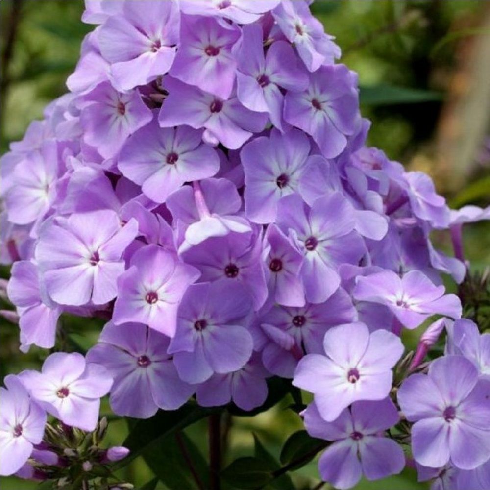 Рассада Флокс метельчатый Мирослав d9 см