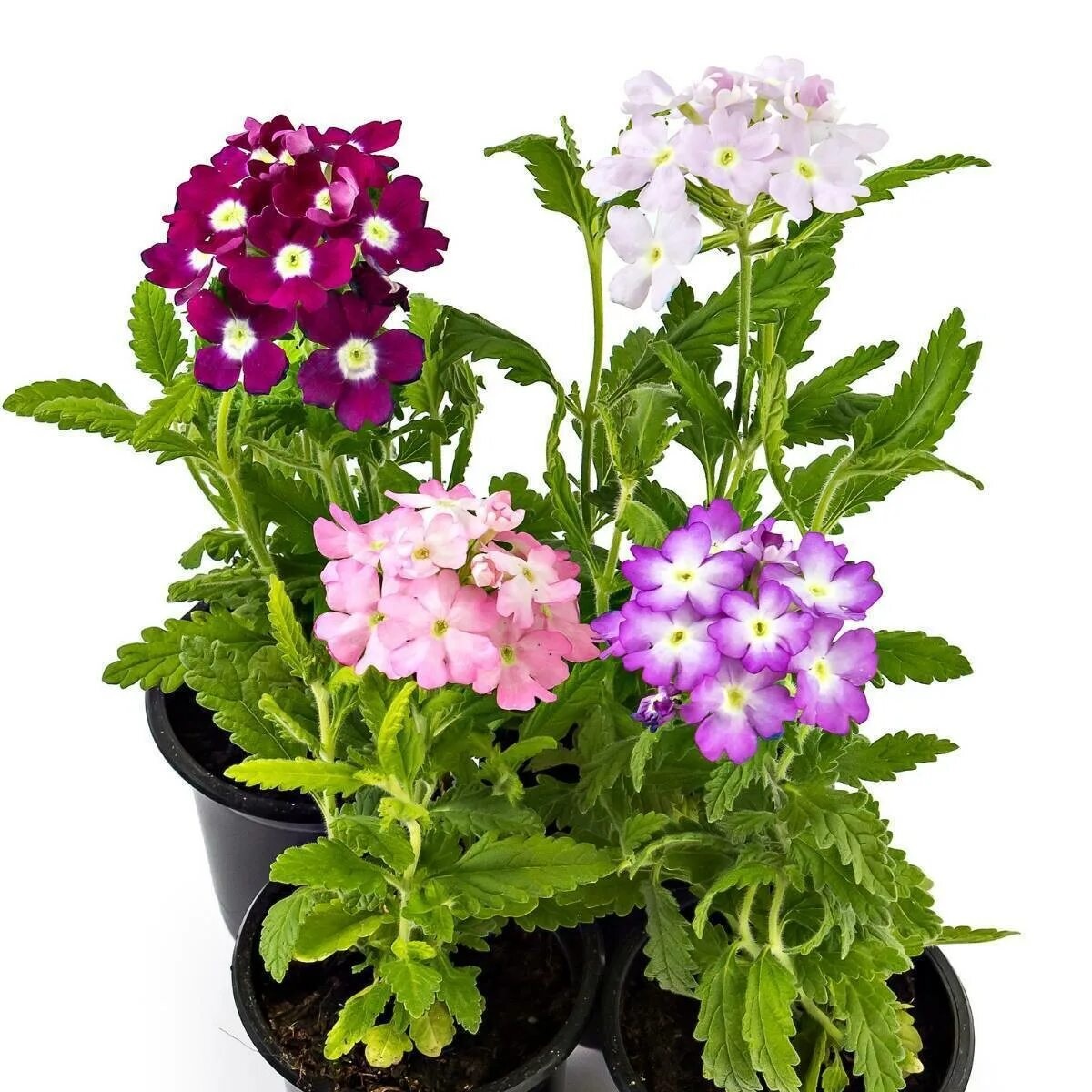 Рассада Вербена микс d10 см