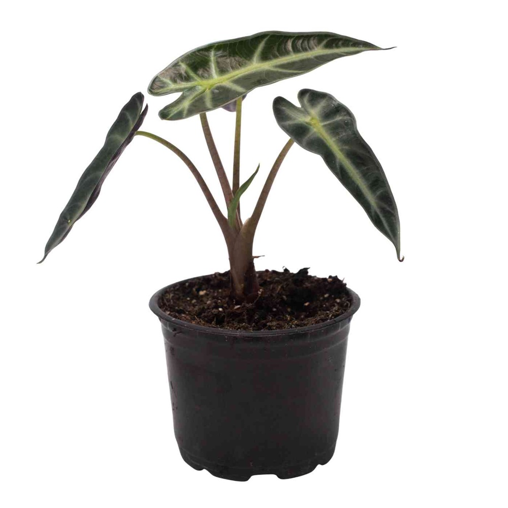 Алоказия микс d8 см