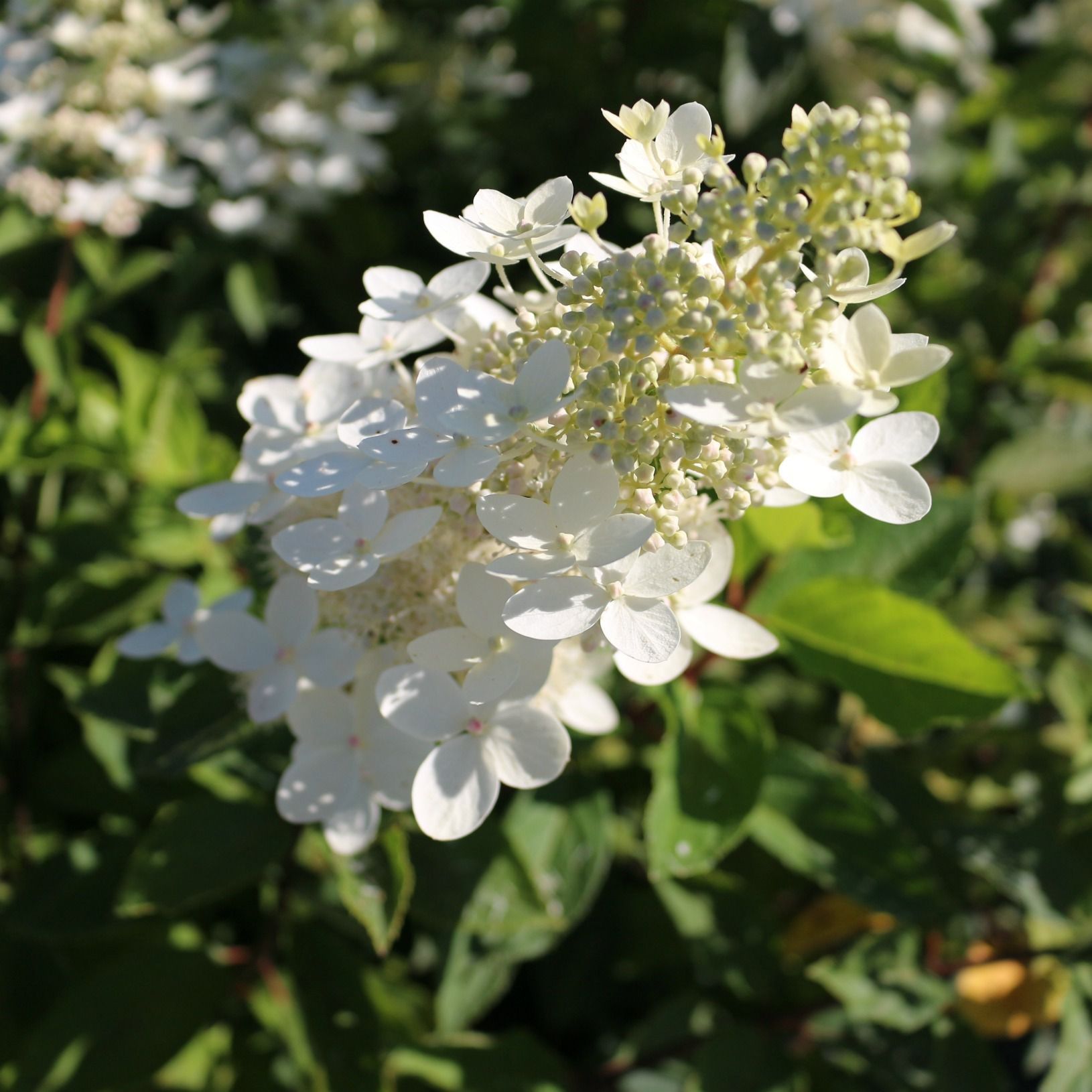 Гортензия метельчатая Белая Леди C5