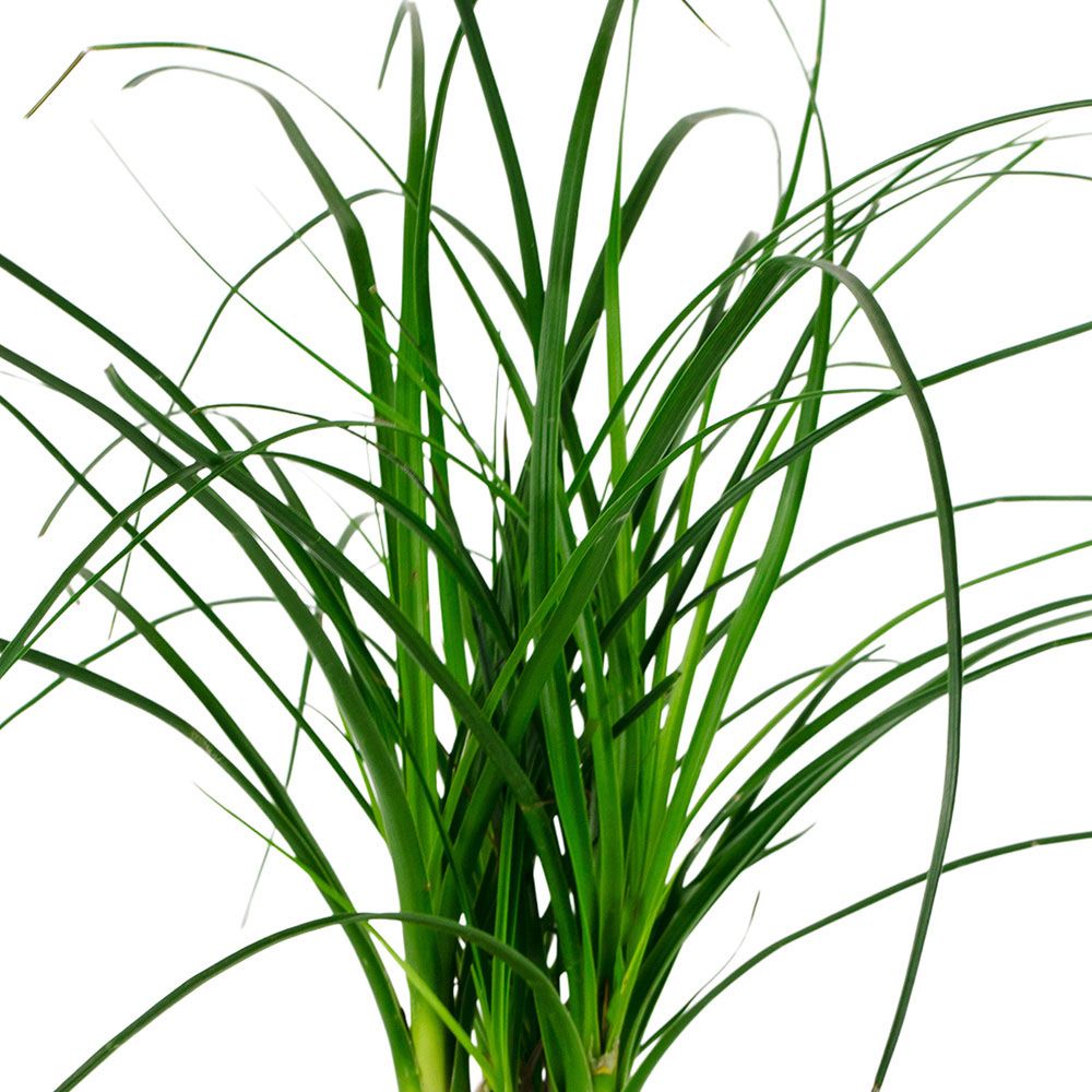 Нолина штамбовая d12 см