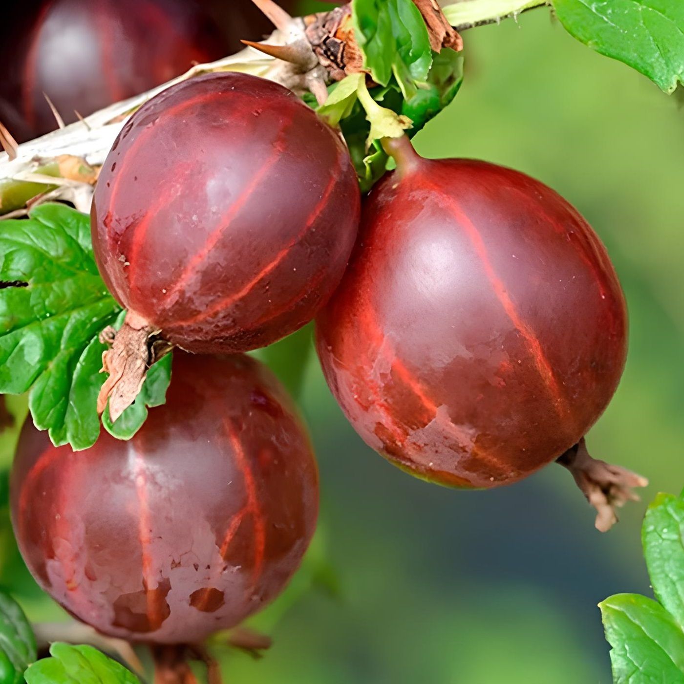 Крыжовник Олави С3