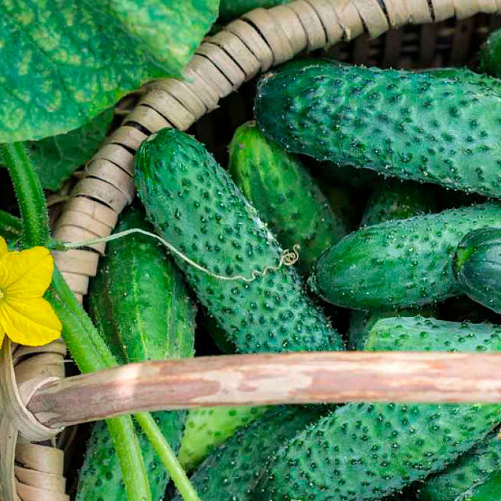 Огурец дамский угодник F1 (А) ц/п