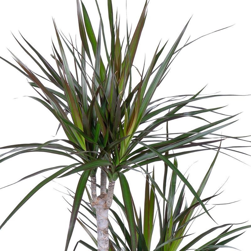 Драцена Маргината Маджента 3 ст d21 см