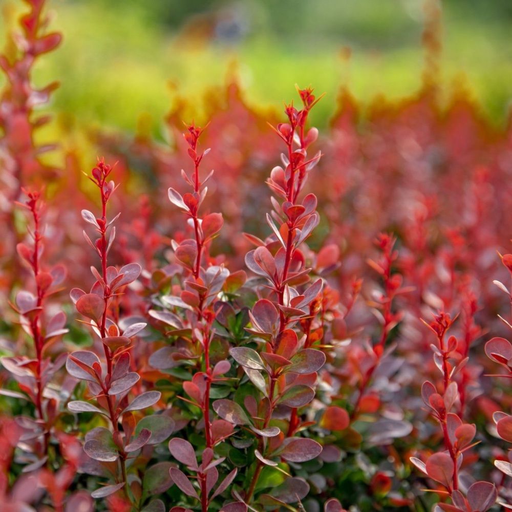 Барбарис в ассортименте С2