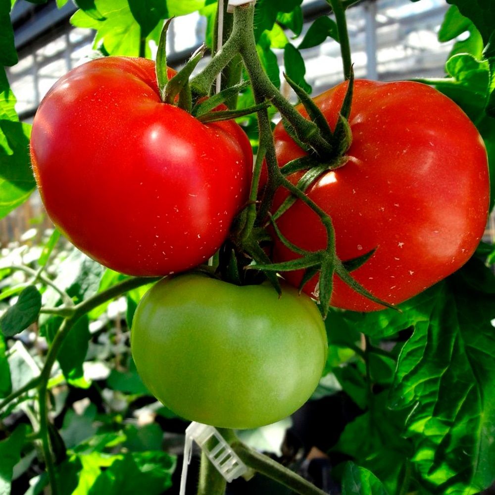 Томат Волгоградский скороспелый 323 ц/п