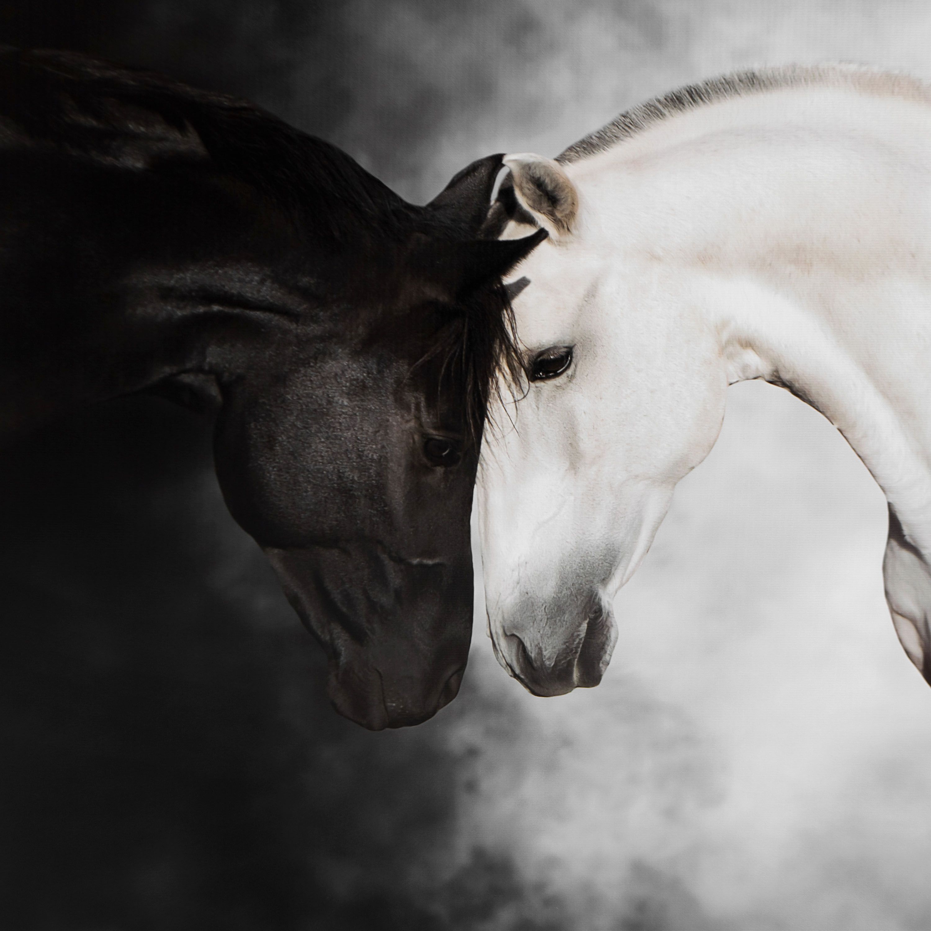 Картина-холст S-1307L 60х100 cм Лошади бел-черн