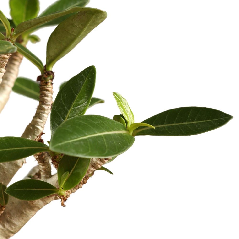 Адениум Ансу Баобаб d8 см