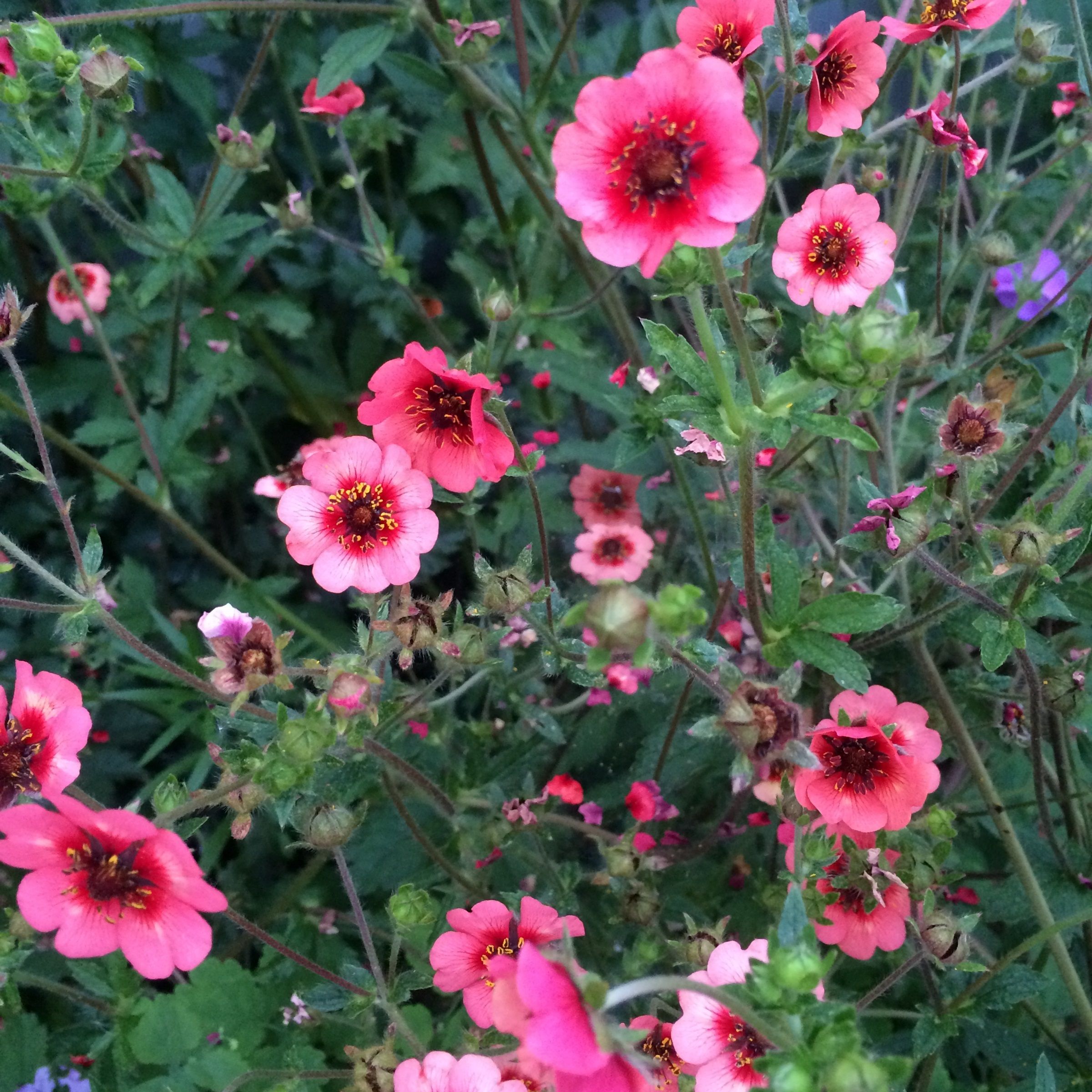 Лапчатка непальская Мисс Вильмот (ЦВ) ("М) 0,1гр.