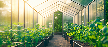Парники и теплицы