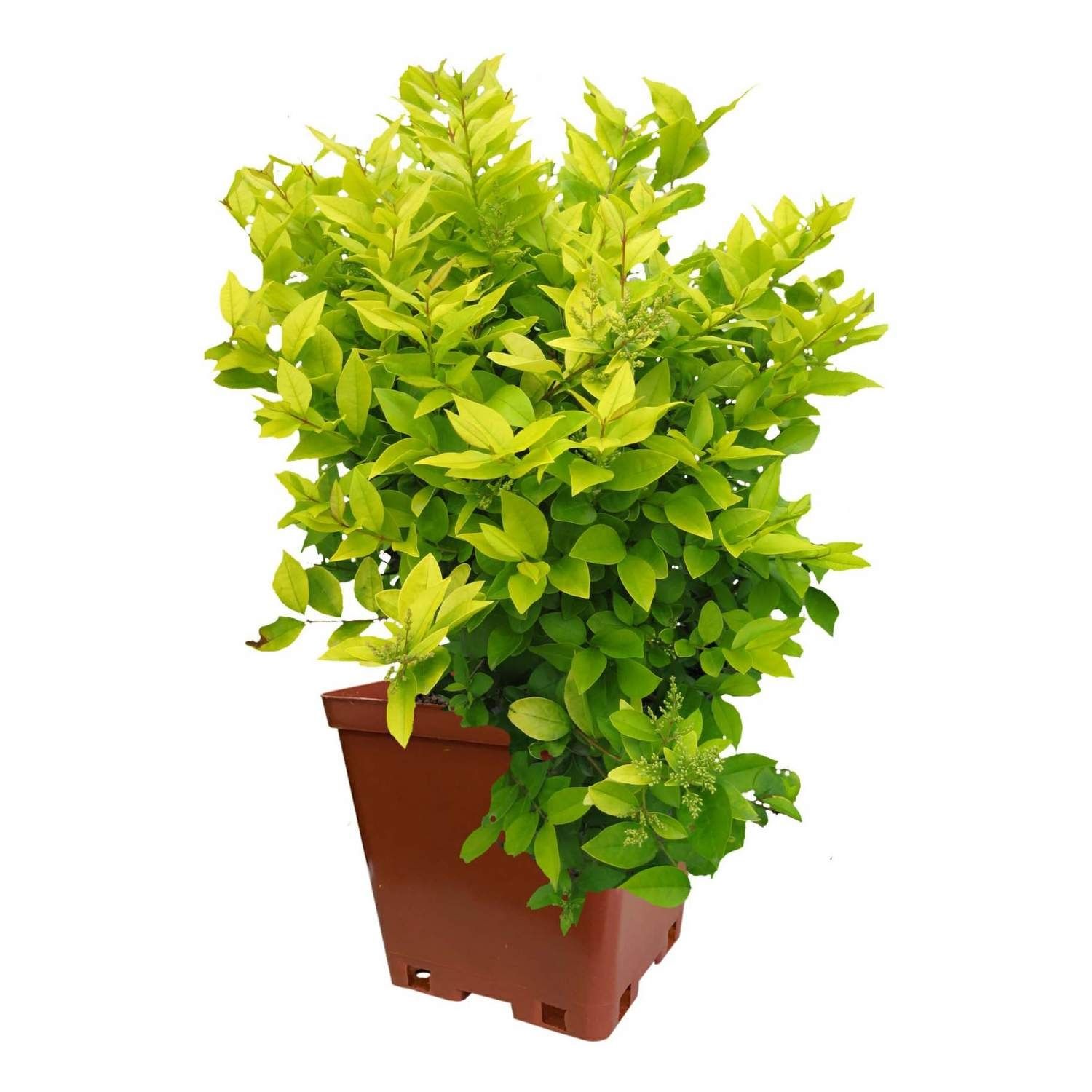 Бирючина 2 л