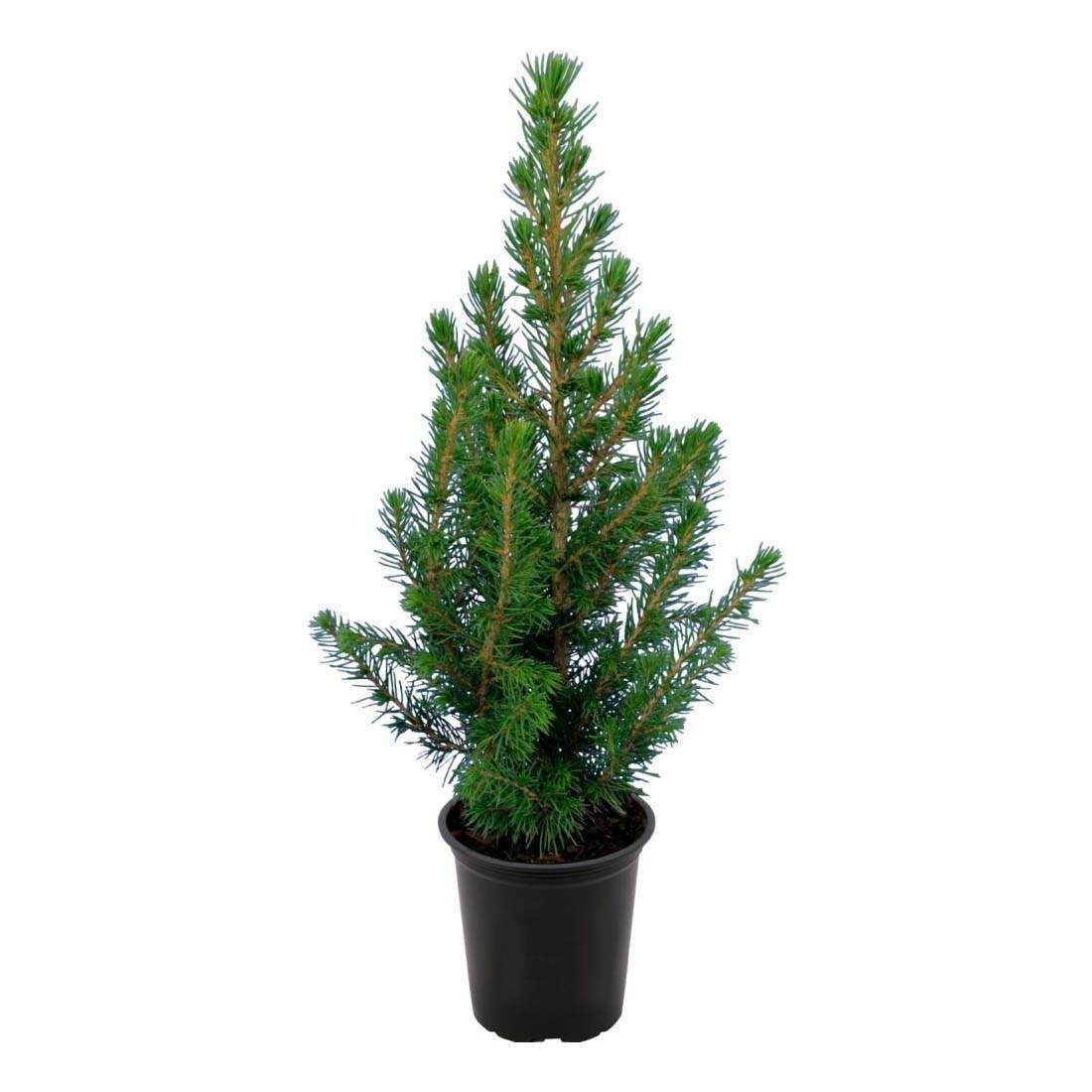 Ель Глаука Перфекта d19 см h45 см