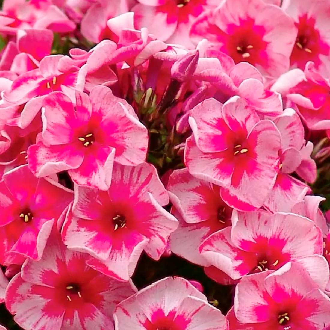 Флокс метельчатый Старс энд Страйпс/К