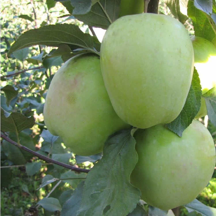 Яблоня зимняя Кандиль Никитина С7