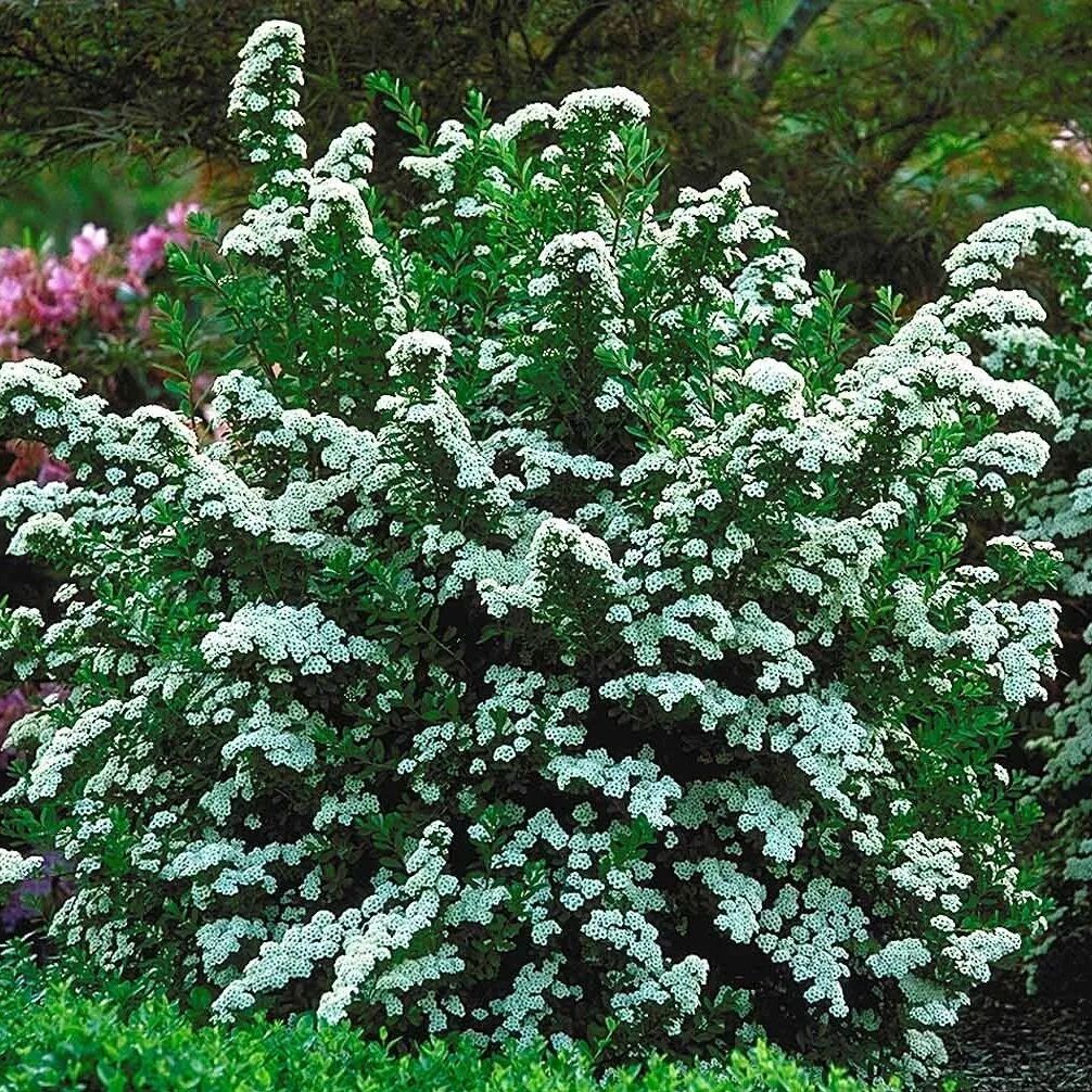 Спирея ниппонская Джун Брайд V2 Lav