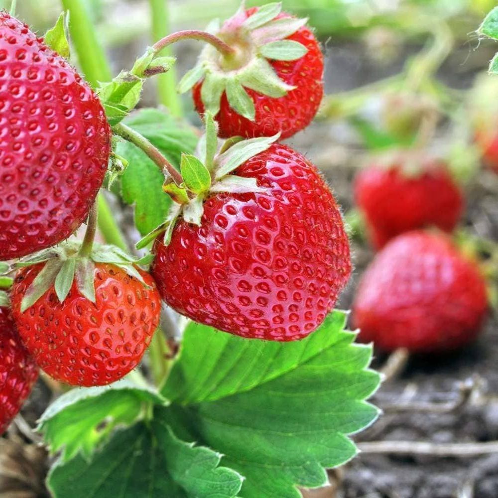 Рассада Земляника садовая Зенга Зенгана 6 шт