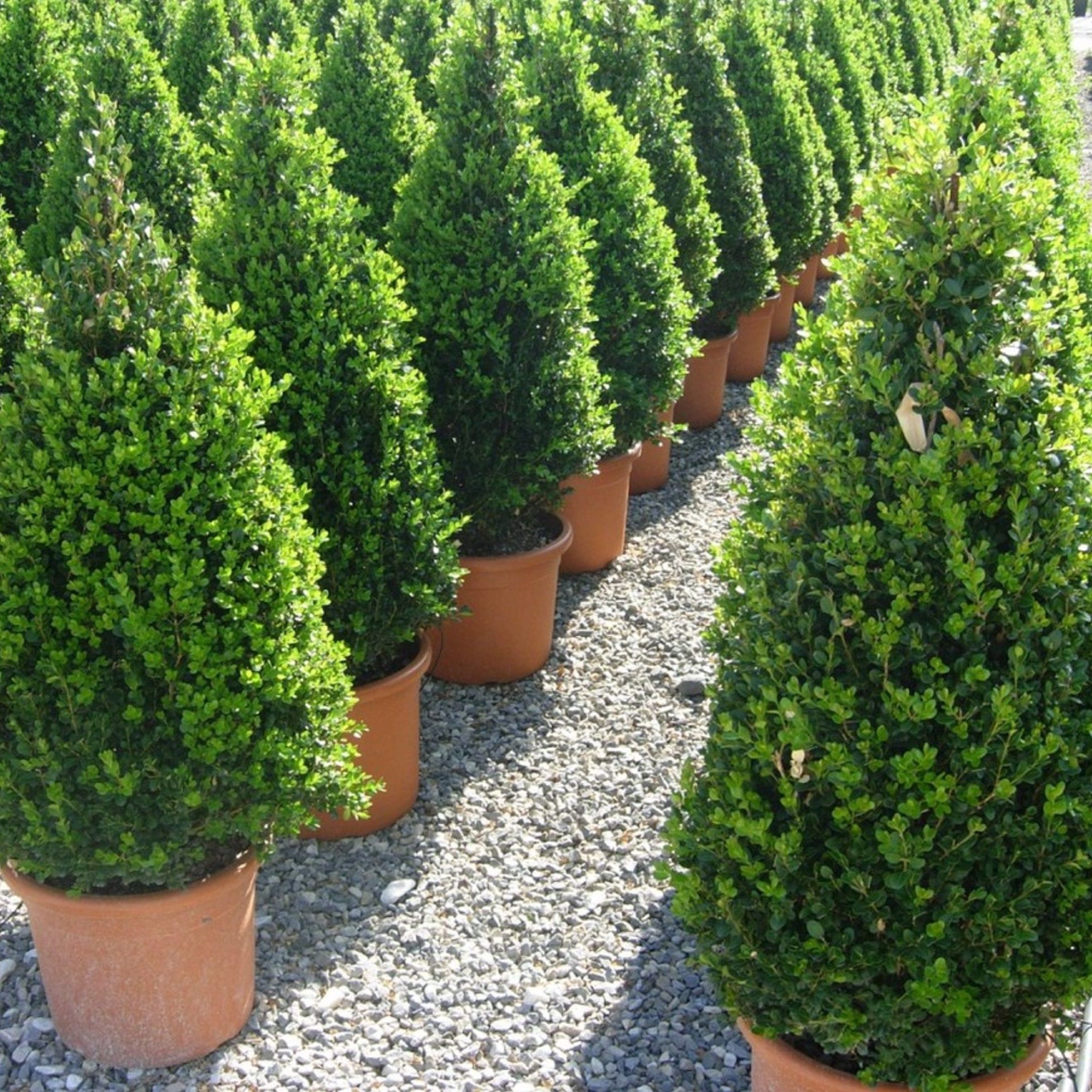 Буксус пирамида d21 см h65 см