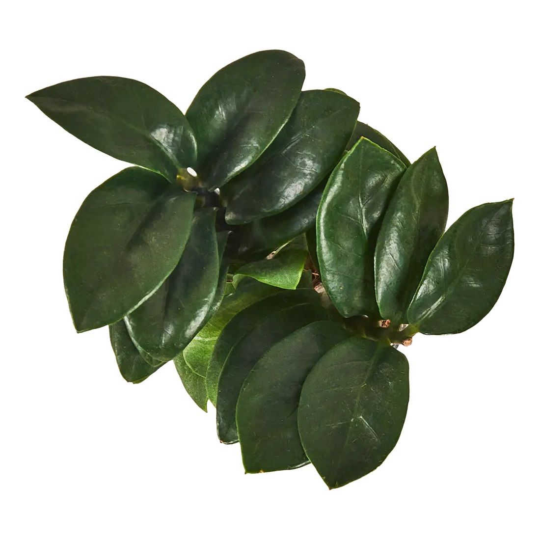 Замиокулькас Зензи d12 cм