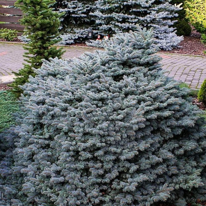 Ель Пицея Пунгенг Капотен d23 см h45 см