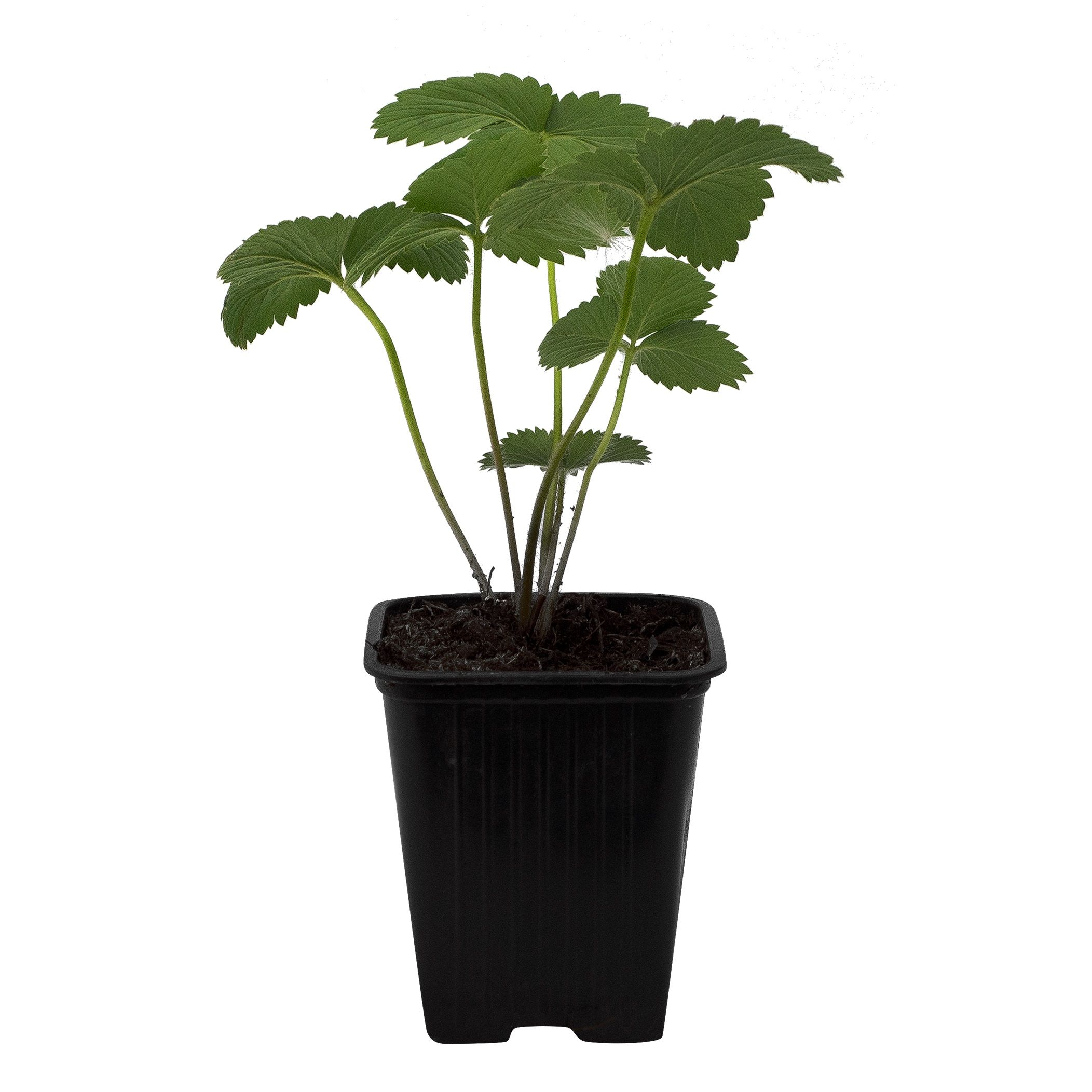 Рассада Земляника садовая Зенга-Зенгана P9