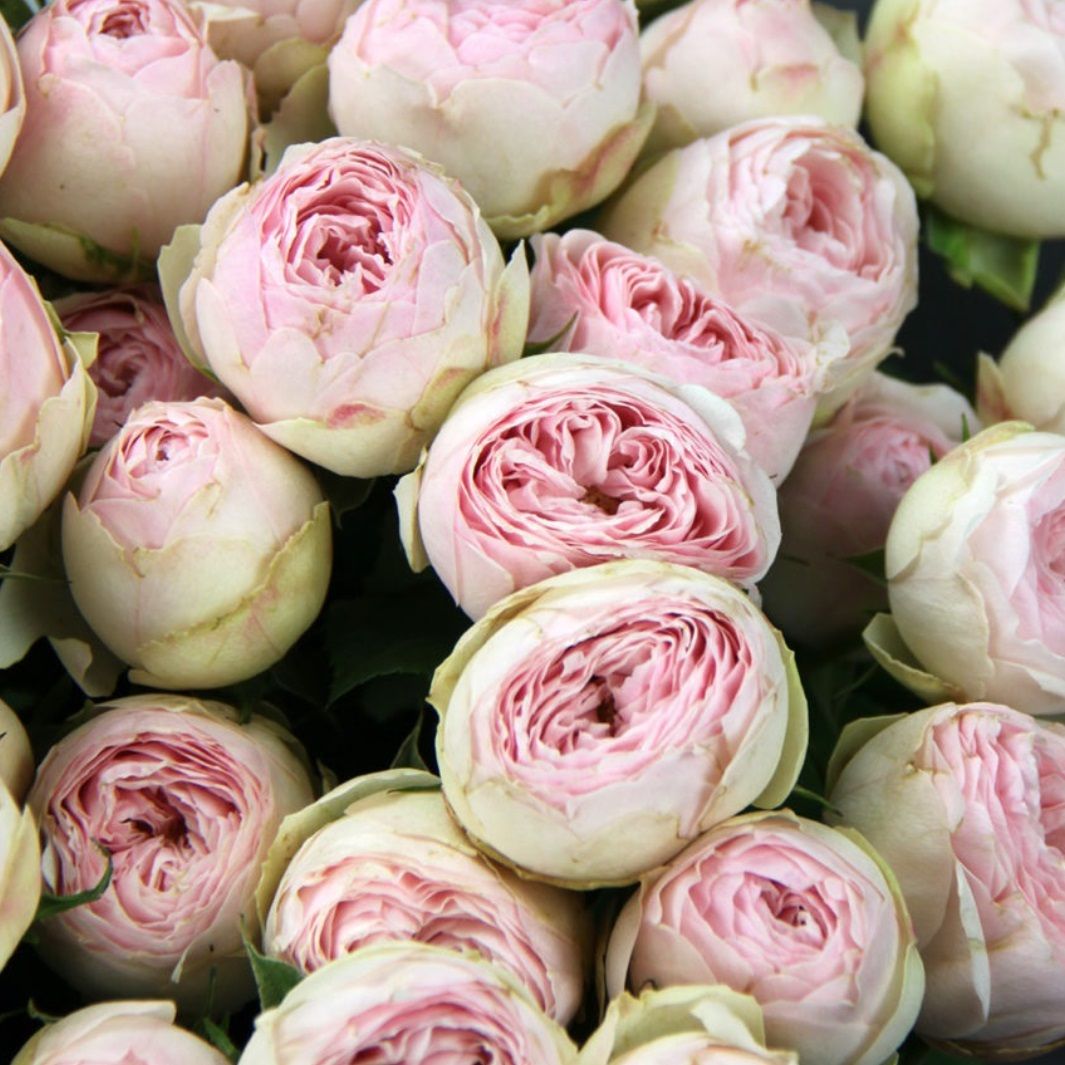 Роза пионовидная Трендсеттер С7/С10