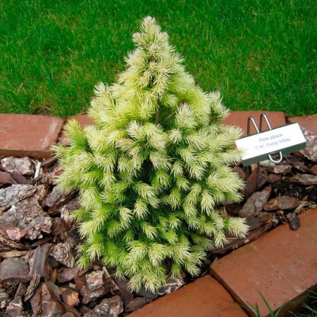 Ель Глаука Дези Вайт d19 см h40 см