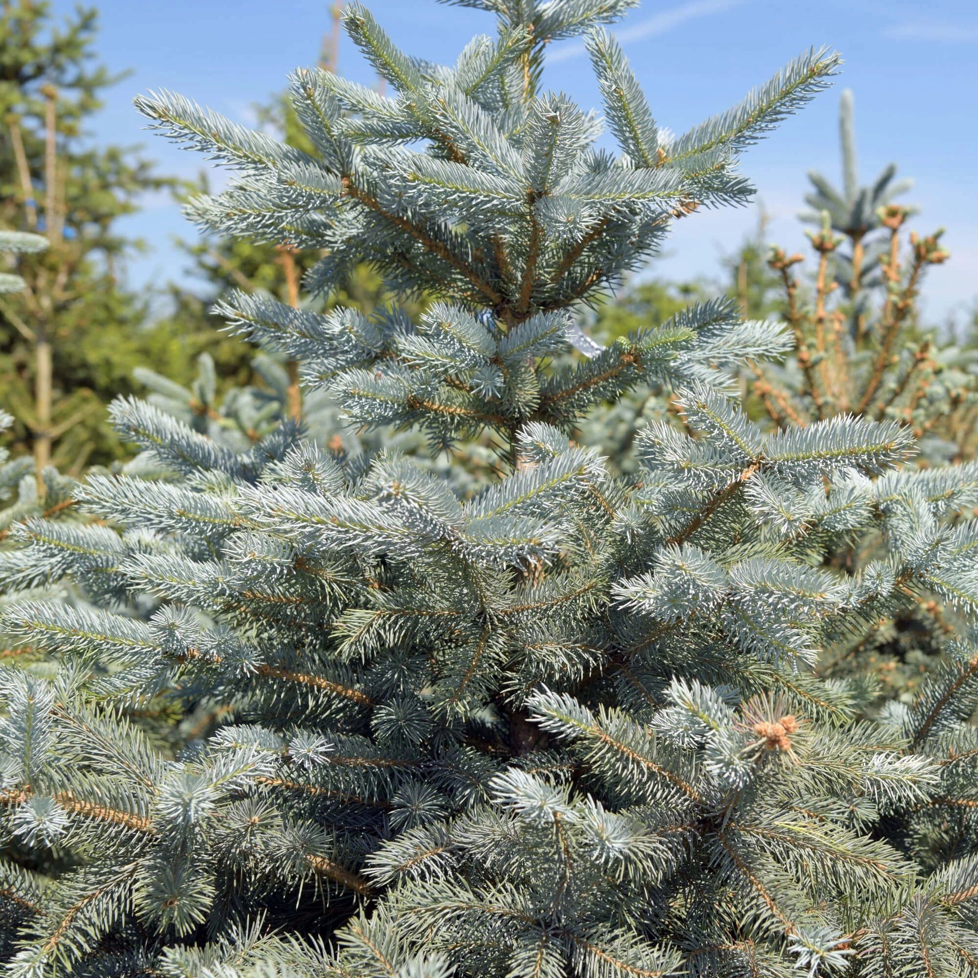 Ель колючая Супер Блю Сидлинг h30-40 см