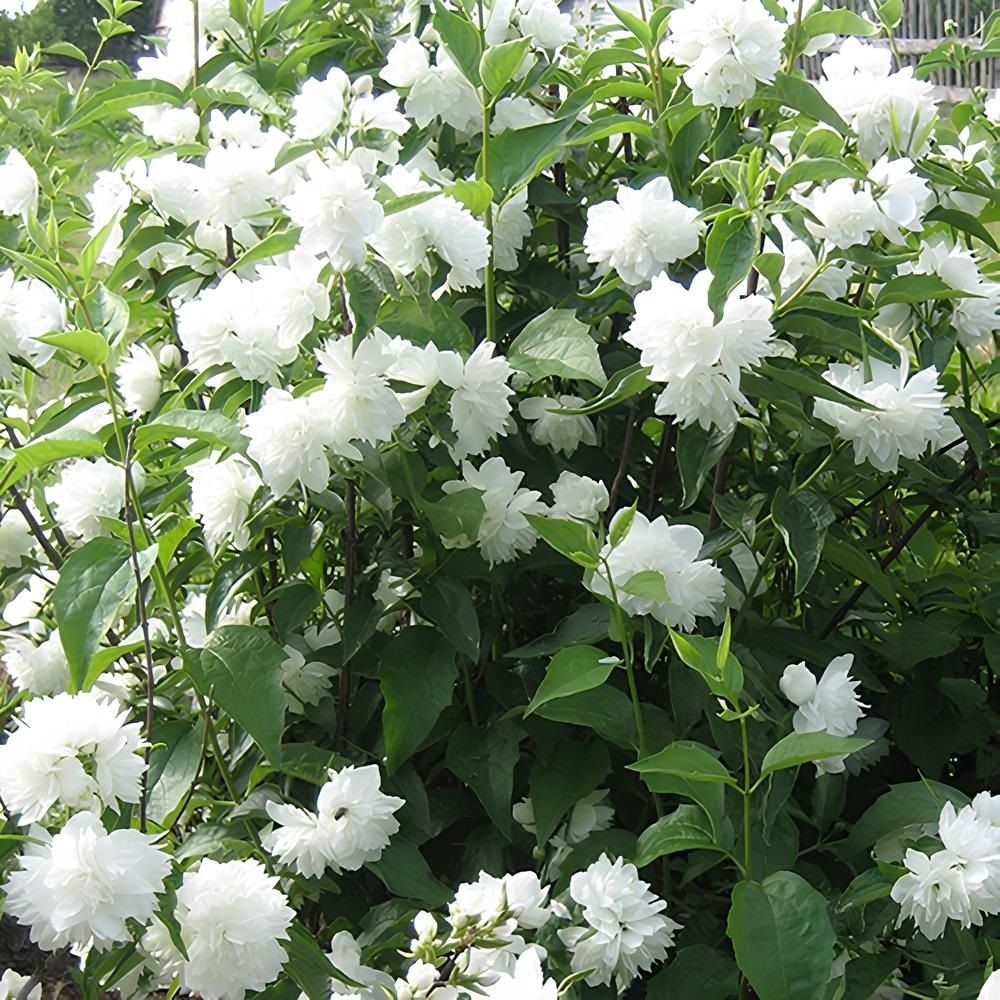 Жасмин садовый (Чубушник) Жемчуг ц/к