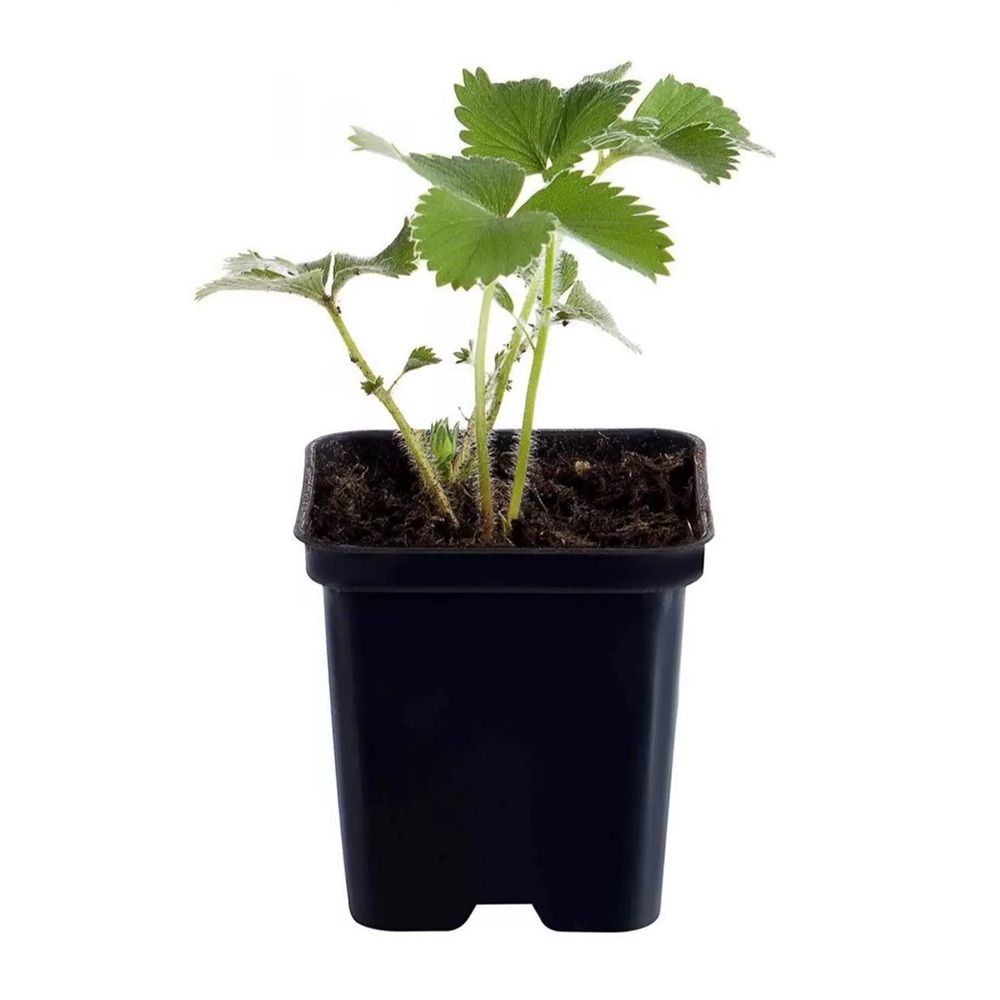 Рассада Земляника ремонтантная Сельва Р9