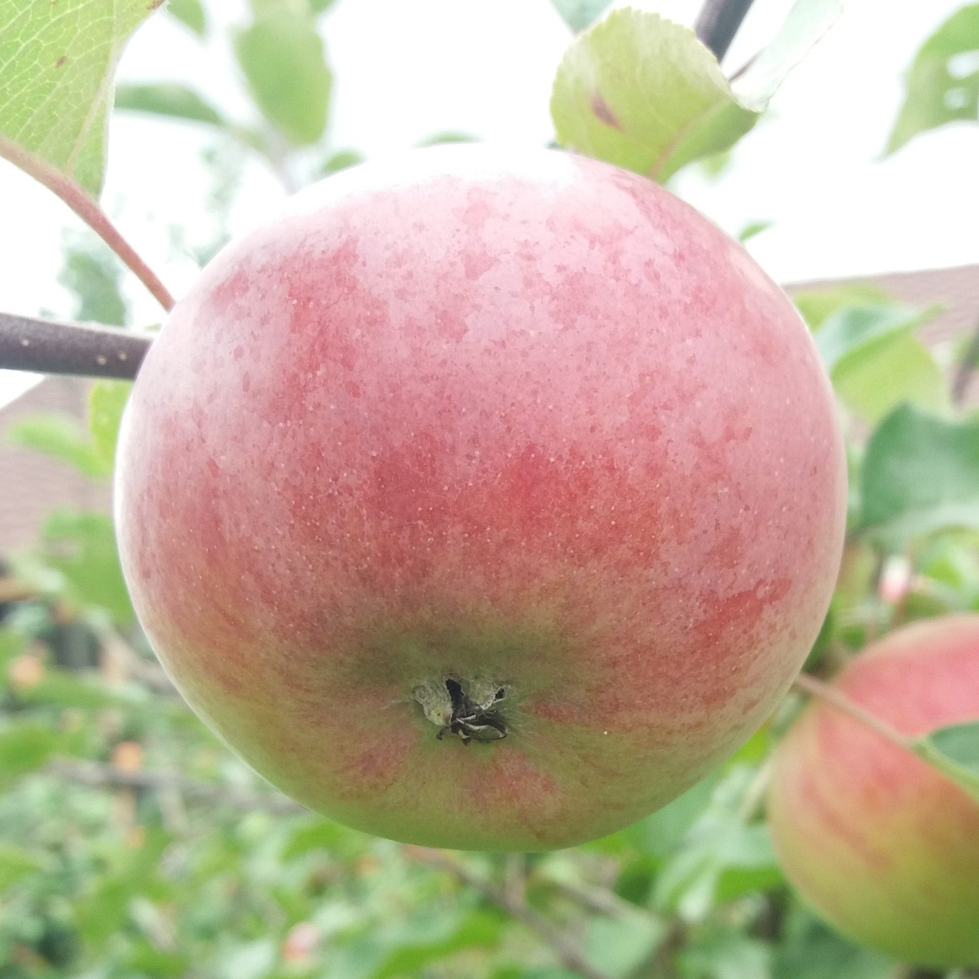 Яблоня зимняя Академик Казаков С7