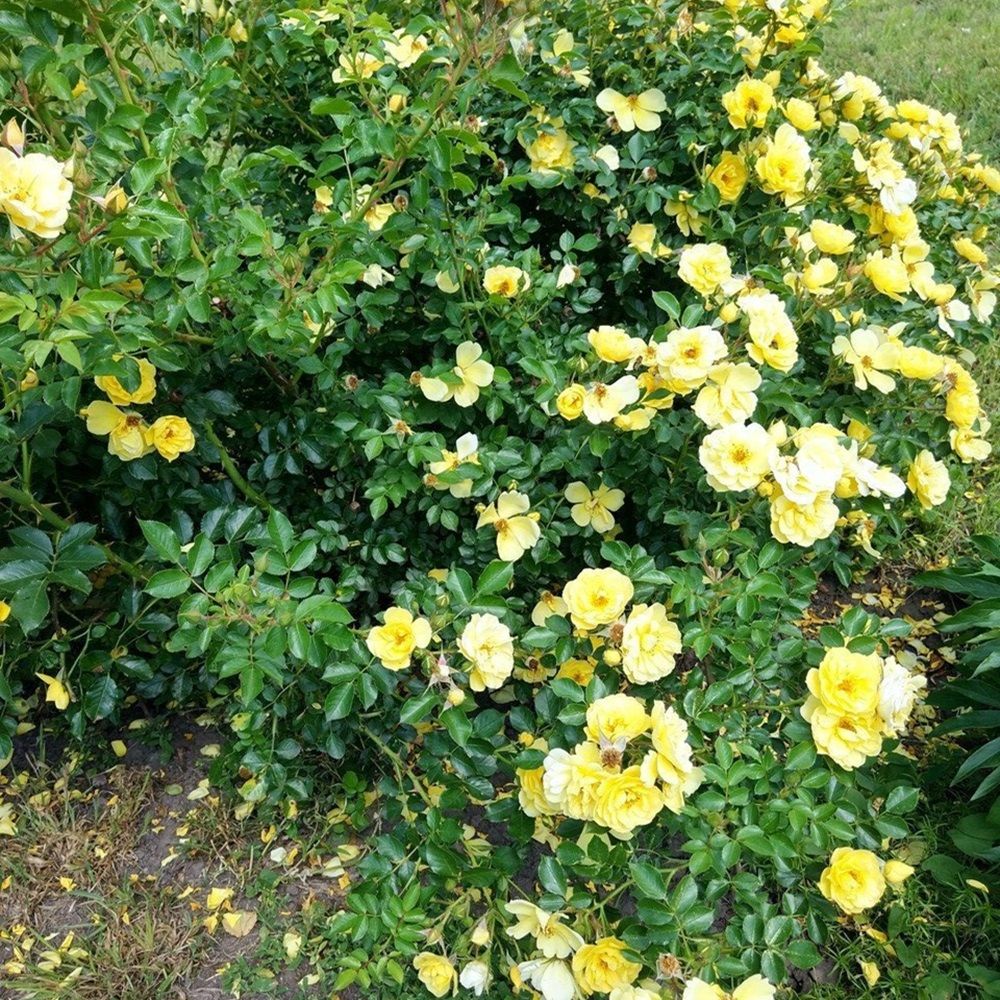 Роза почвопокровная Зоненширм V5 Lav