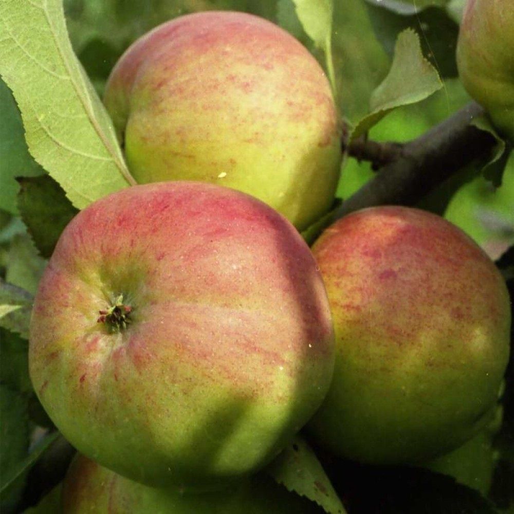 Яблоня зимняя Болотовское С7