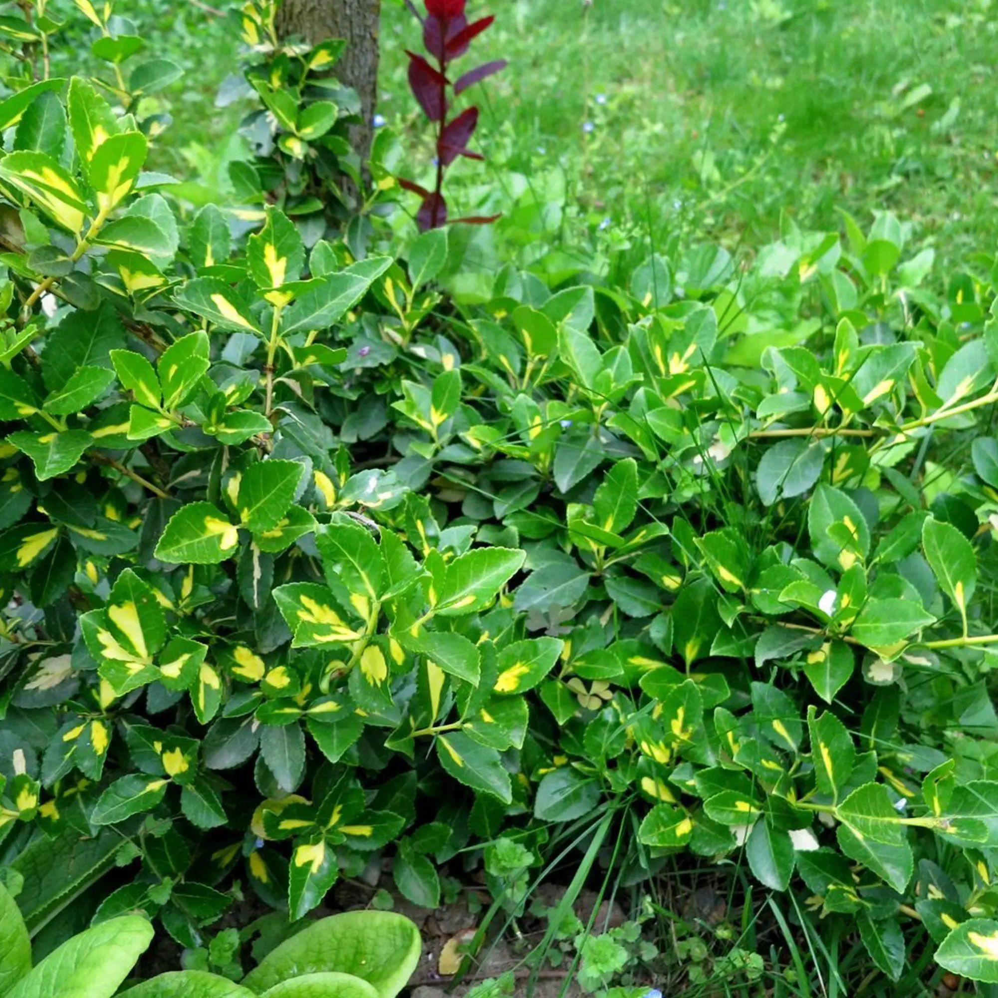 Бересклет европейский С2 h20-30 см