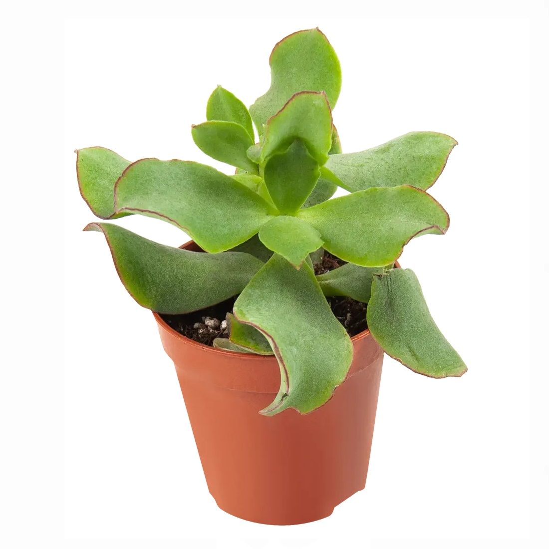 Суккулент микс био d5 см