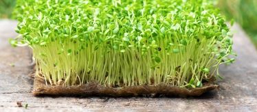 Семена микрозелени