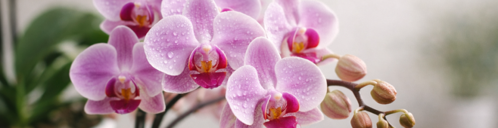 Удобрения для орхидей и цветущих растений: как обеспечить баланс питательных элементов