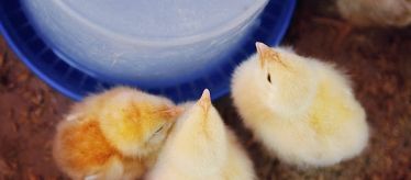 Кормовые добавки