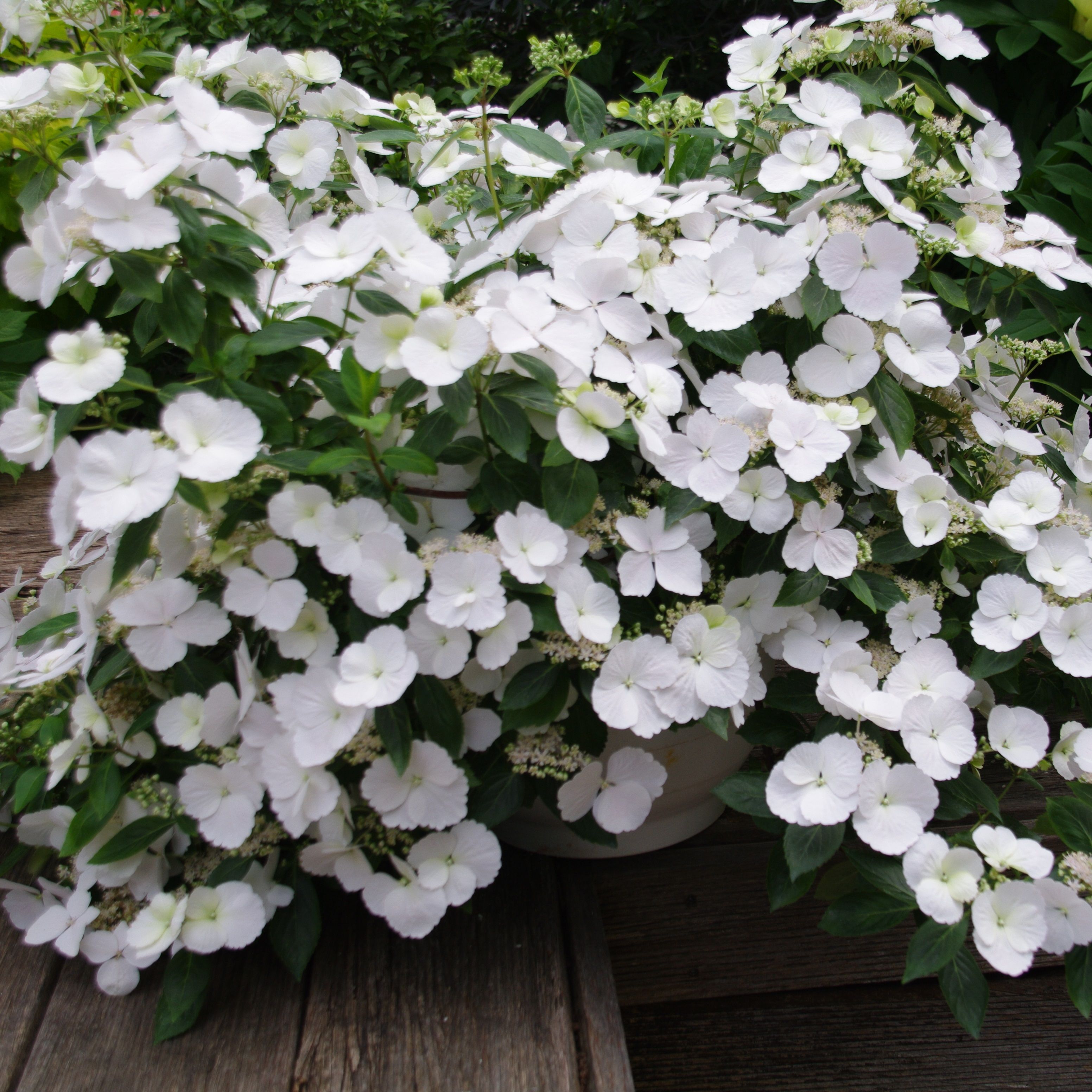 Гортензия гибридная ампельная Сбежавшая Невеста Белая 2 л