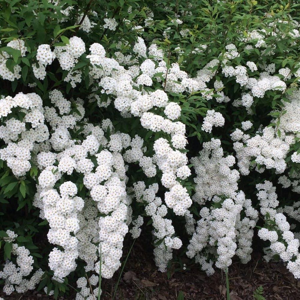 Спирея Вангутта P9