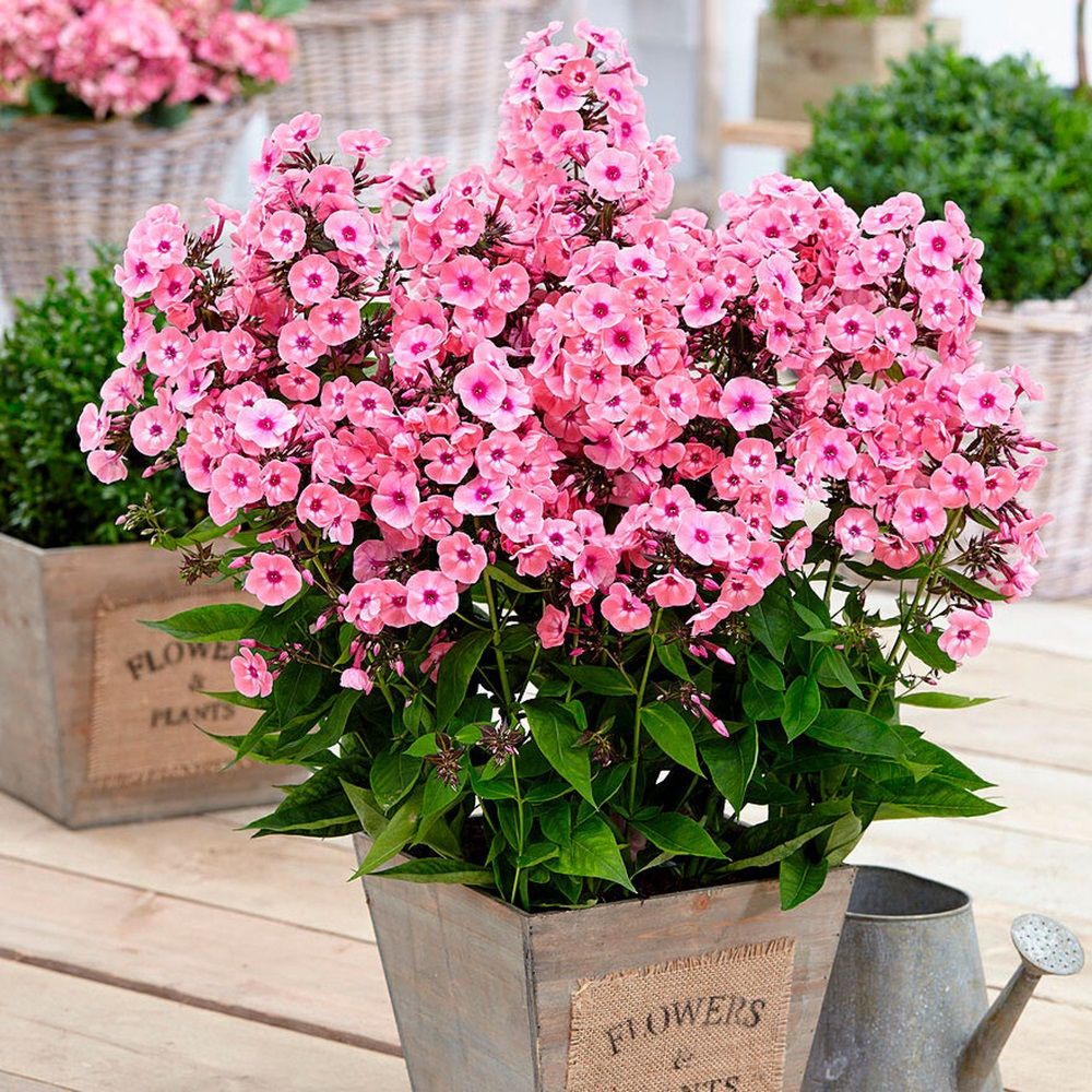 Флокс метельчатый Лариса P9