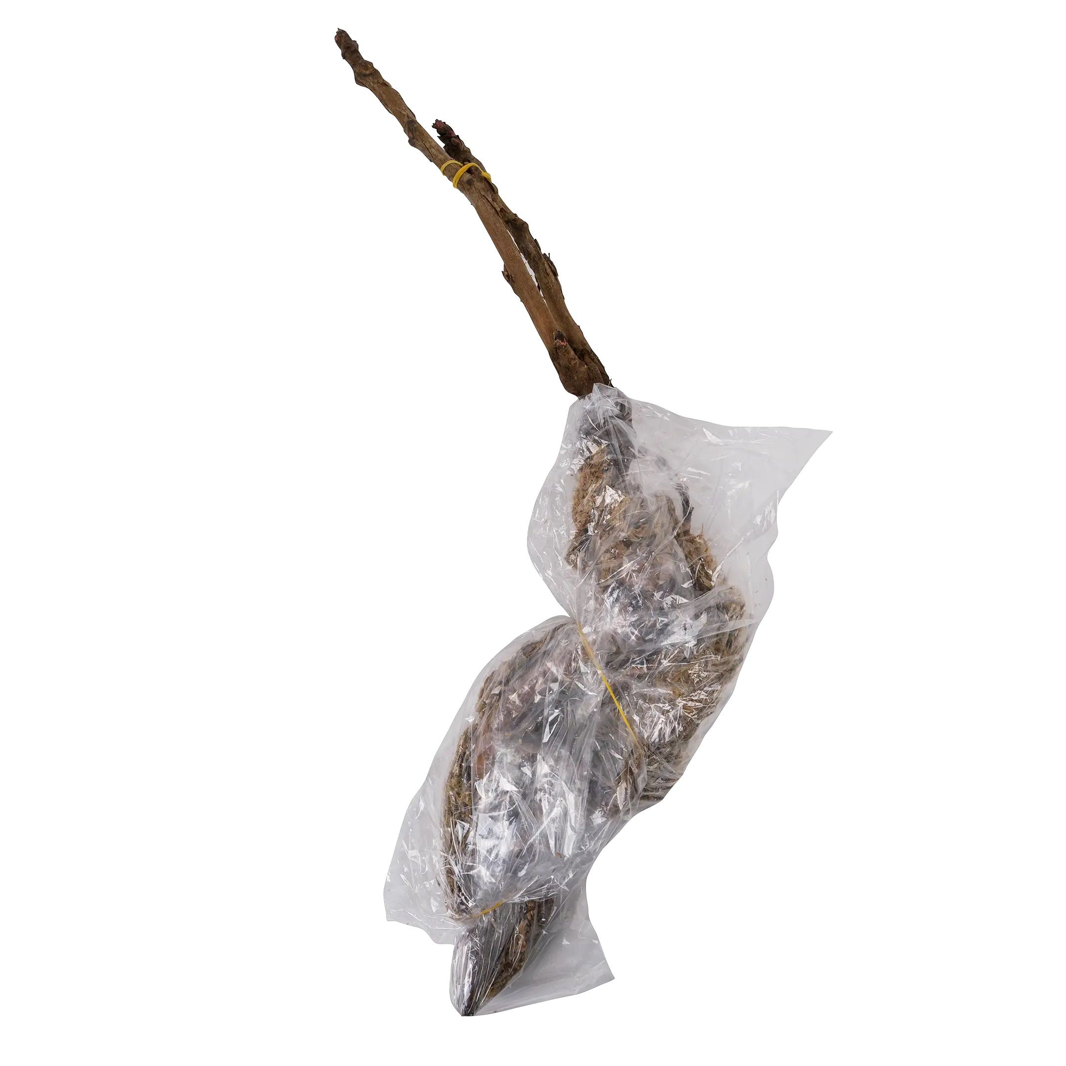 Пион древовидный Ночные Грезы ц/к