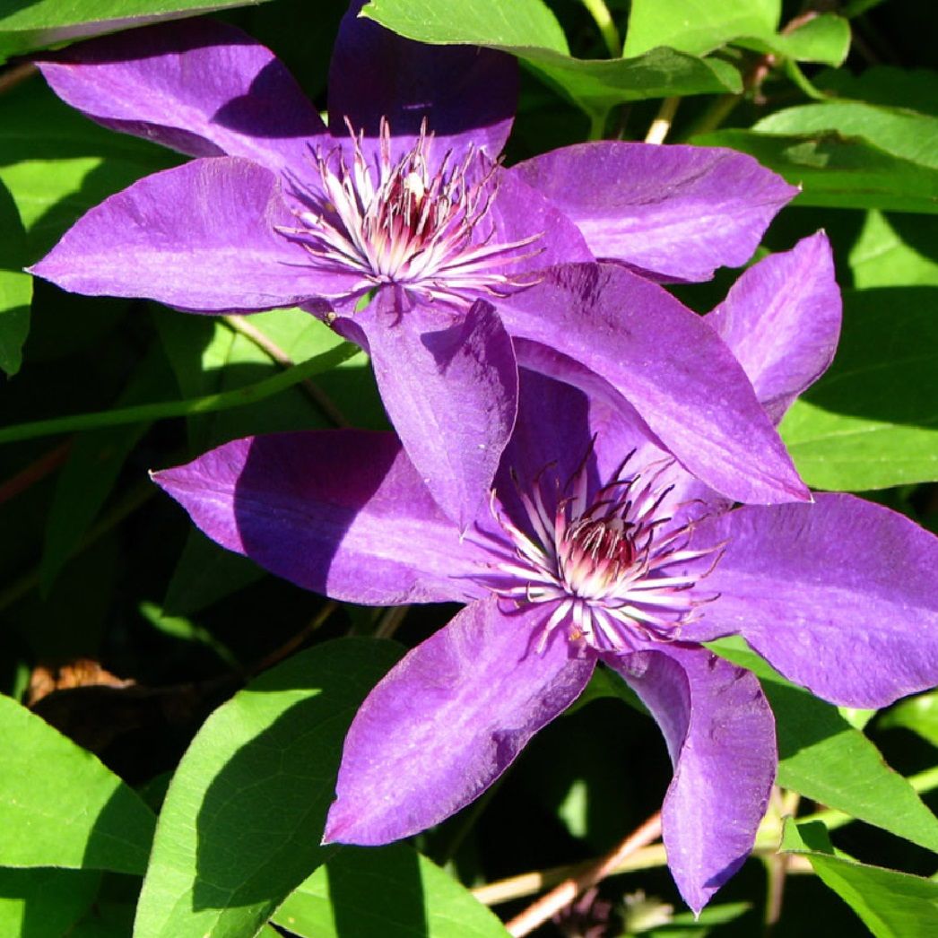 Клематис микс d9 см