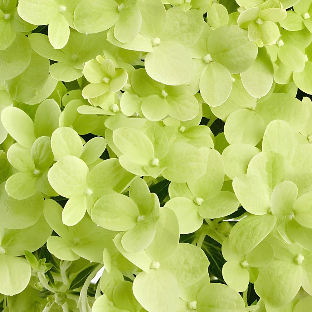 Гортензия метельчатая Пандора 0,5 л