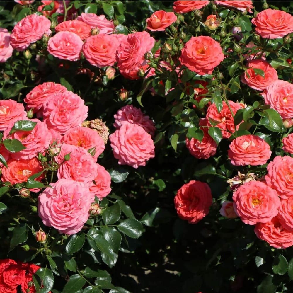 Роза флорибунда Зоммерзонне C7 h30-40 см