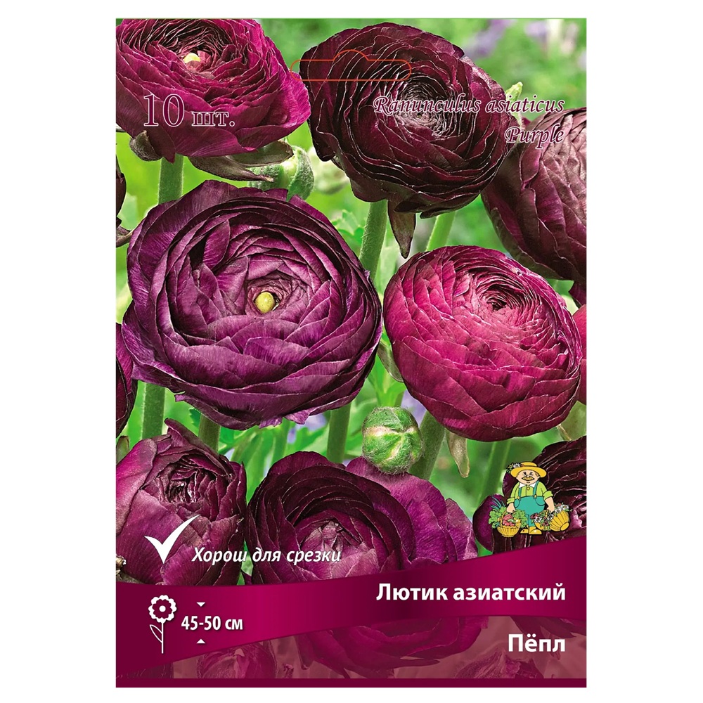 Лютик азиатский Пепл 7-8/К 10 шт