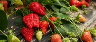 Семена ягод и фруктов