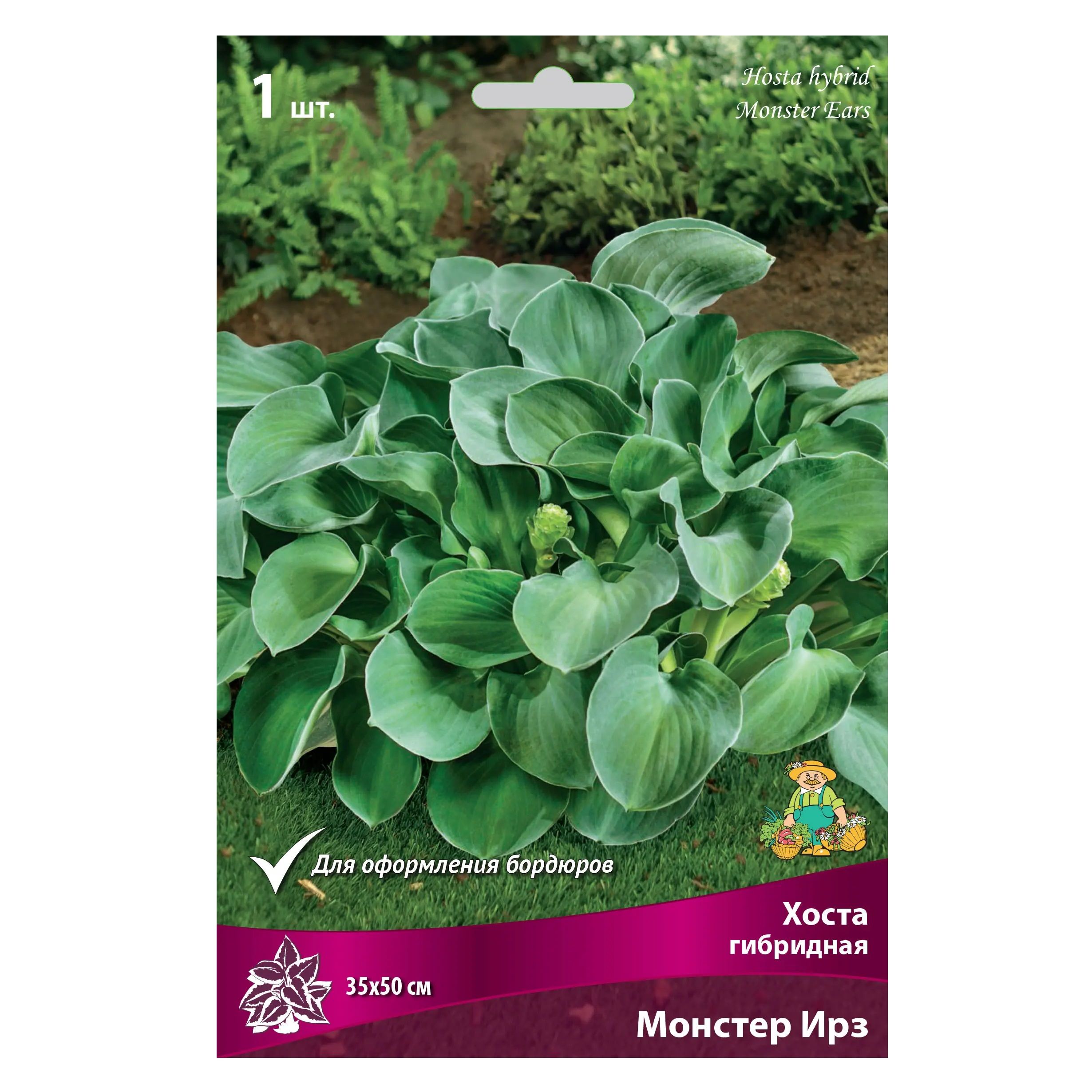 Хоста гибридная Монстер Ирз/К