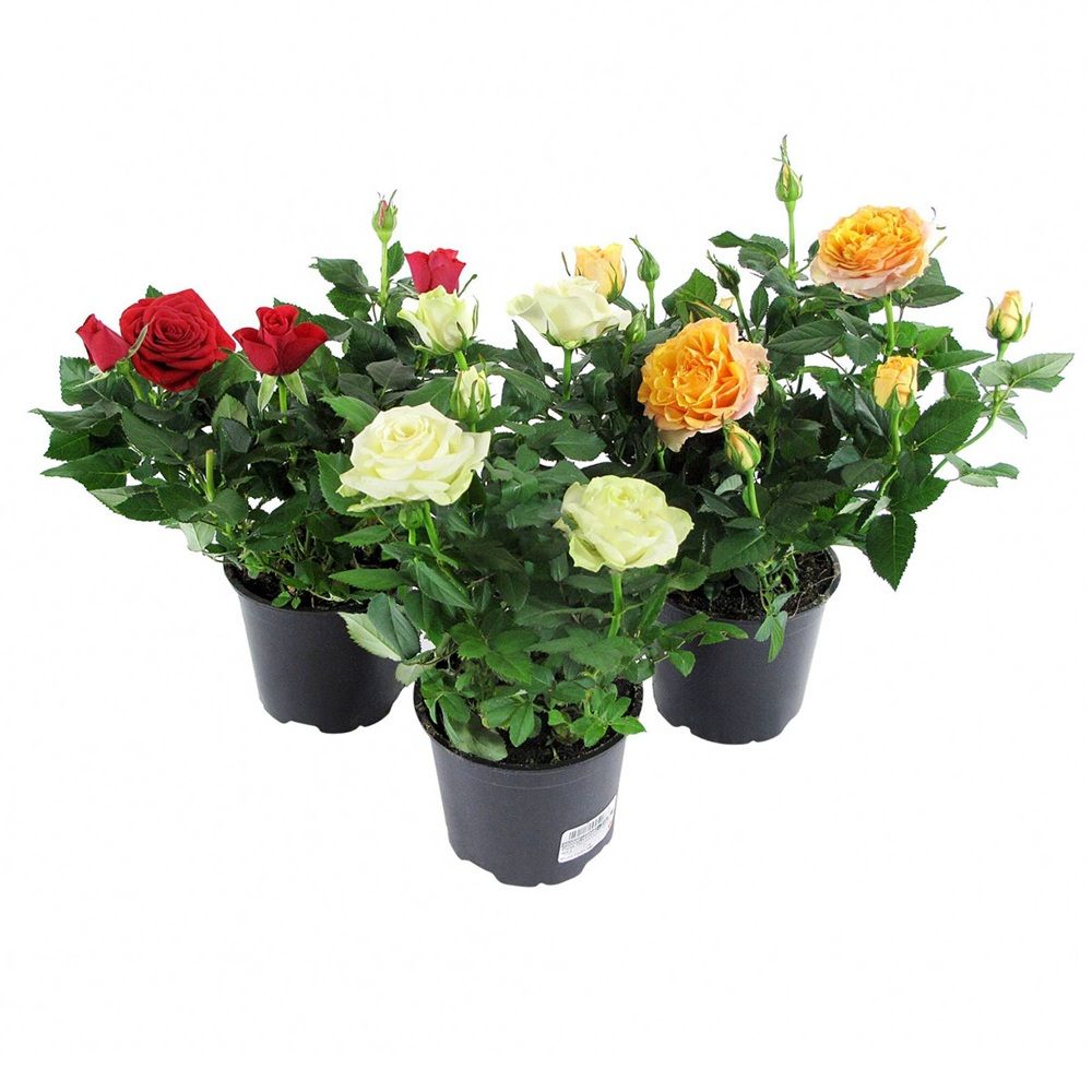 Роза микс V5 Lav